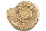 Polished Jurassic Ammonite (Kranosphinctes) - Madagascar #283217-1